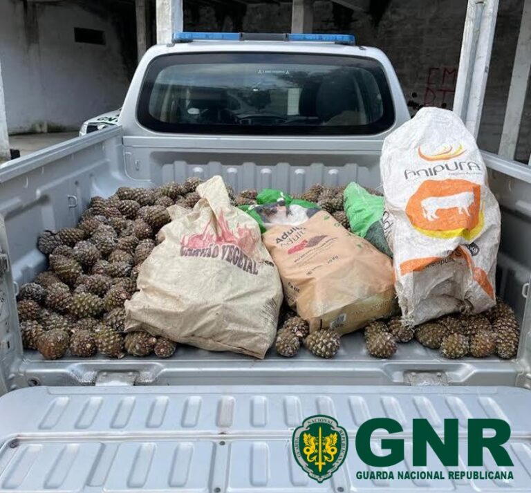 Foram apreendidos pela GNR 295 quilos de pinhas em Coruche